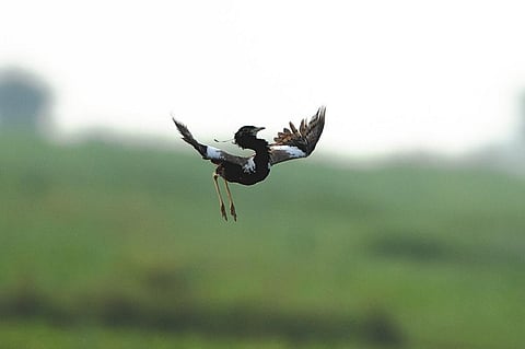 खरमोर, जिसे अंग्रेजी में लेसर फ्लोरिकन कहा जाता है। Photo: Creative commons