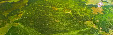 Why there is an algal bloom in Gulf of Mannar and how it affects livelihood