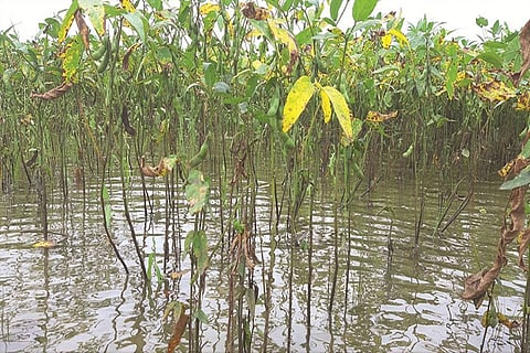 मध्य प्रदेश में अधिक बारिश होने के कारण सोयाबीन की फसल बर्बाद हो गई है। फोटो: मनीष चंद्र मिश्रा