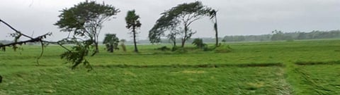Bulbul damages crops, houses, electricity and water connections in Odisha