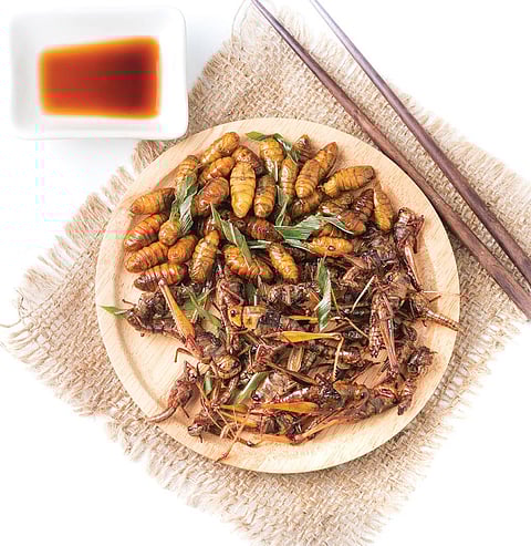 आहार संस्कृति: भारत के 10 राज्यों में चाव से खाए जाते हैं कीड़े, होते हैं पौष्टिक