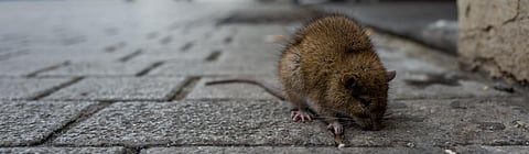 Two cases of pneumonic plague reported in northern China