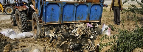 Sambhar tragedy: Are birds second class wildlife, ask experts