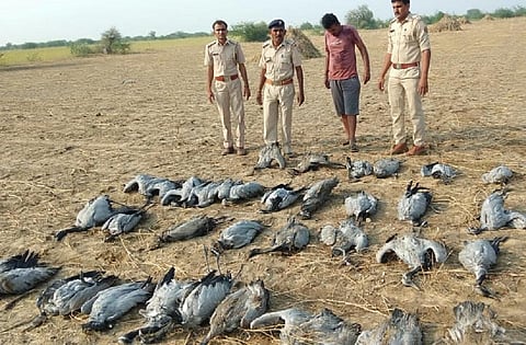 गुजरात के कच्छ इलाके में 60 प्रवासी पक्षियों की मौत हो गई। फोटो: माधव शर्मा