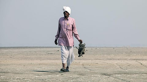 आखिर क्यों पक्षियों की कब्रगाह बनती जा रही है सांभर झील