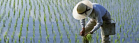 Rice yields could plummet 40% by 2100 due to climate change: Stanford University