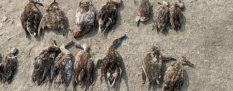 Dead birds at Sambhar lake. Photo: Vikas Choudhary