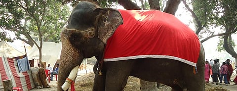 A tusker being displayed at the Sonepur fair in Bihar. Photo: Shubhobroto Ghosh