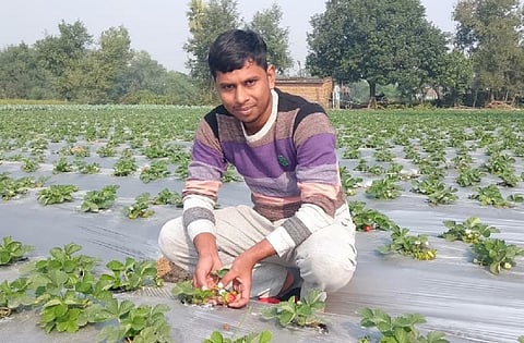 बिहार के औरंगाबाद जिले के ओबरा में जीरो टिलेज विधि से स्ट्राबेरी की खेती करता एक किसान। इस विधि से खरपतवार का तो नियंत्रण हो जाता है, मगर मिट्टी की उर्वरकता प्रभावित होती है। फोटो: पुष्य मित्र
