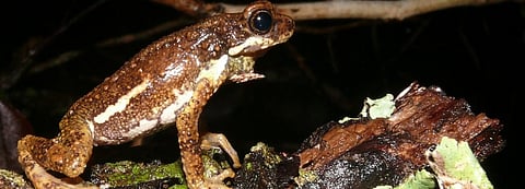The Malabar Tree Toad. Photo: Harikrishnan S