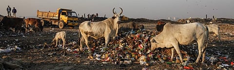 Cows eating trash at Okhla landfill, Delhi. Photo: Chinky Shukla/CSE