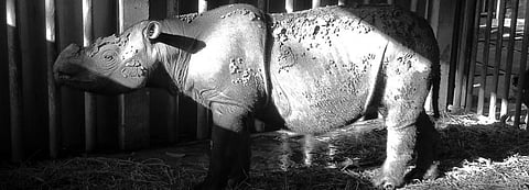 Iman, the last Sumatran rhino in Malaysia