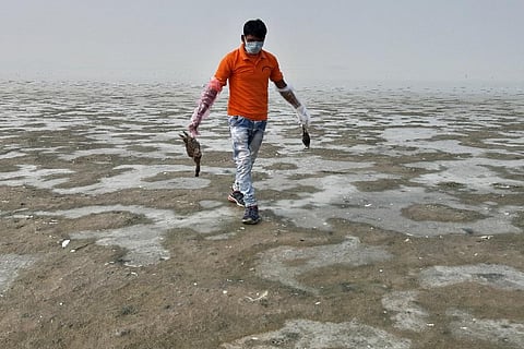 सांभर झील में मरे पक्षियों को इकट्ठा करता एक युवक। फोटो: माधव शर्मा