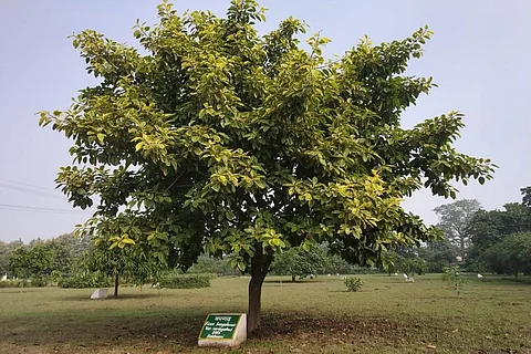 उत्तराखंड के नैनीताल जिले के लालकुआं नगर पंचायत में फाइकस (बरगद-पीपल) के करीब 121 अलग-अलग प्रजातियों के पौधों को संरक्षित किया गया है। फोटो: वर्षा सिंह