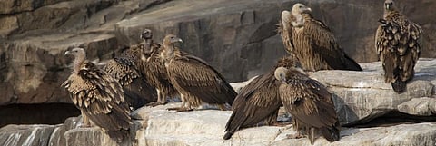 The vulture population in Gujarat has plummeted while it has increased in Madhya Pradesh. Photo: Getty Images