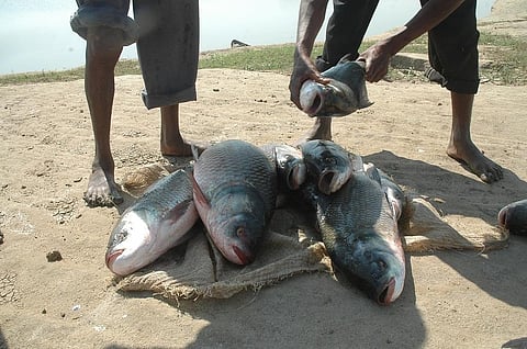 Photo: Agnimirh Basu