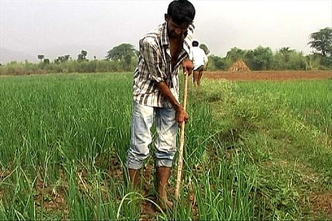 मेवात के फिरोजपुर झिरका इलाके में अपने खेतों में प्याज की फसल देखते हुए। फोटो: मलिक असगर हाशमी