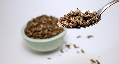 Insects. Photo: Getty Images