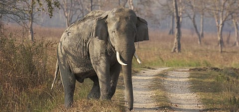 A huge bull tusker. Photo: Getty Images