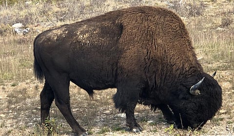 A wood buffalo bull gazing along the highway passing through Wood Buffalo National Park, Canada. Photo credit: Saikat Kumar Basu
