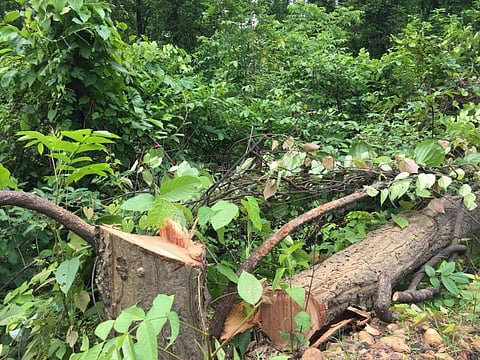 A felled tree in Talabira, Odisha. Photo: @Sushmitav1 / Twitter