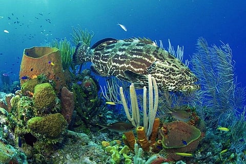 Photo Credit: Creative commons