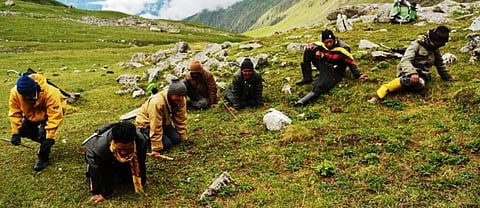 People harvesting the caterpillar fungus. Photo: Muzamil Ahmad
