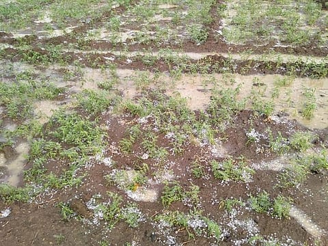 Hailstones lie scattered in a field in Madhya Pradesh. Photo: Manish Chandra Mishra