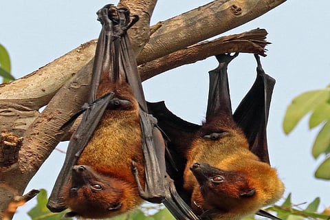 Photo credit: wikipedia