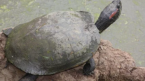 A turtle. Photo: https://www.piqsels.com/