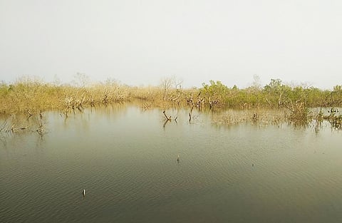 दो साल में सुंदरवन का मैनग्रोव वन 2 वर्ग किलोमीटर घट गया है। फोटो: उमेश कुमार राय