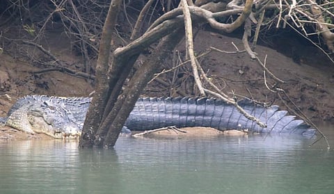 Bhitarkanika census finds an increase of 15 saltwater crocodiles from last year