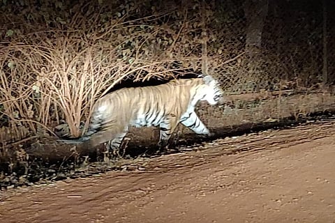 छत्तीसगढ़ के मनगट्टा इलाके में बाघ देखा गया है। फोटो: अवधेश मलिक