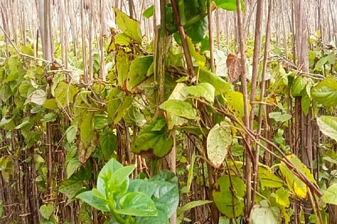 बिहार के नवादा के एक खेत में सर्दी के कारण झुलसे मगही पान के पत्ते। फोटो: उमेश कुमार राय