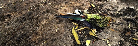A season in hell: Bushfires push at least 20 threatened species closer to extinction