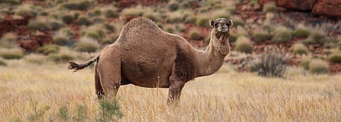 ‘There is no camel community for Australia’s camels’