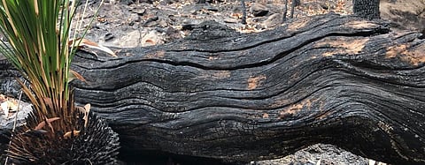 Strength from perpetual grief: How Aboriginal people experience the bushfire crisis