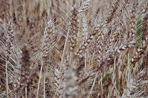 फसलों को फंगल से बचाएगा यह केमिकल: रिसर्च