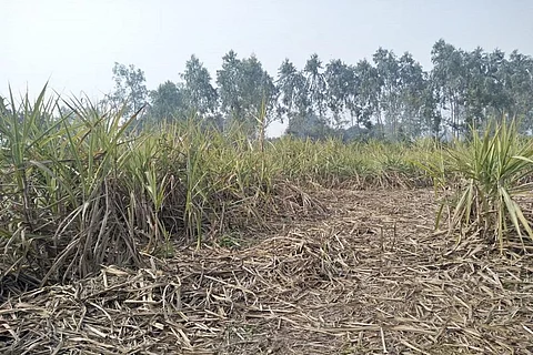 उत्तर प्रदेश के सुल्तानपुर इलाके में अब तक गन्ना नहीं कट पाया है, जिस कारण किसान गेहूं की बुआई नहीं कर रहे हैं। फोटो: बलिराम सिंह