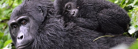 We don’t know how many mountain gorillas live in the wild. Here’s why