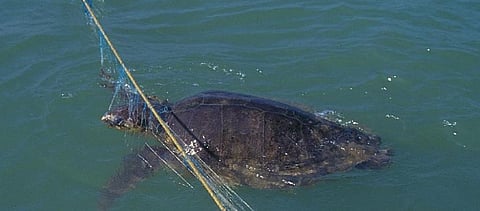 Trawler with live Olive Ridleys seized by forest guards in Gahiramatha