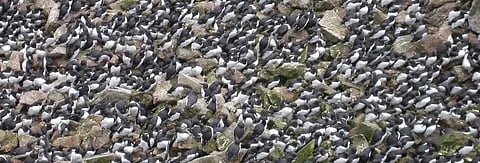 Worst marine heatwave on record killed one million seabirds in North Pacific Ocean