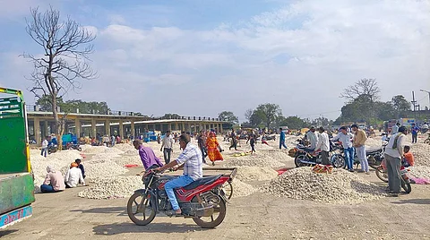 मध्य प्रदेश की नीमच लहसुन मंडी, जहां नहीं दिखते ग्राहक। फोटो: मनीष चंद्र मिश्र