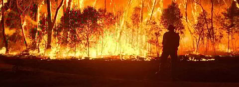 Six million hectares of threatened species habitat up in smoke