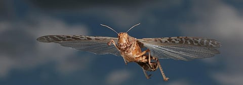 Lessons on how to effectively tackle insect invasions