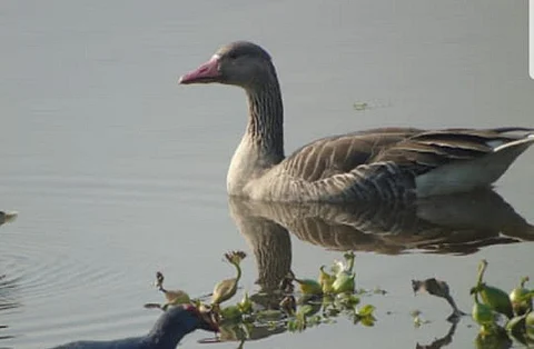ओखला बर्ड सेंचुरी में काफी घट गई है प्रवासी पक्षियों की संख्या।फोटो: बिशन पपोला