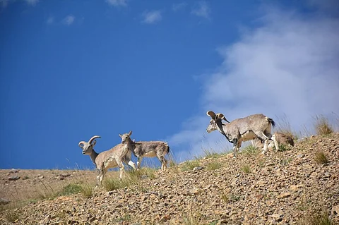 हिमाचल प्रदेश की ताबो पंचायत की वजह से हिमालयन आईबैक्स अब अमूमन दिख जाते हैं। फोटो: रोहित पाराशर