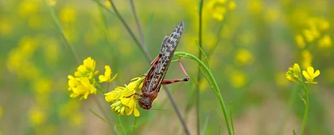 Locust attack: Swarms pose most serious threat since 1993