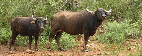 40 buffaloes die of haemorrhagic septicaemia in Odisha’s Kendrapara