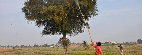 Locust attack: Govt caught completely unawares, minister admits